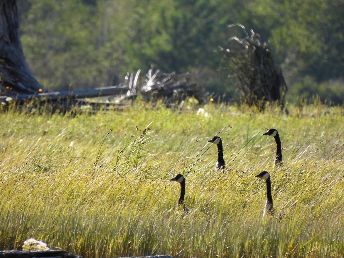 Canada Goose - Teresita Varon