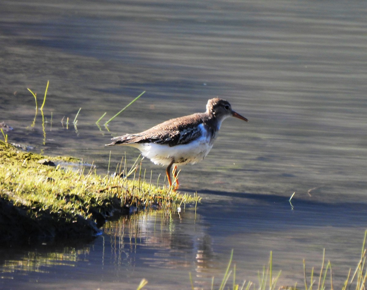 Spotted Sandpiper - ML605618371