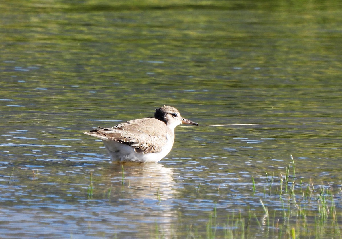 Spotted Sandpiper - ML605618391