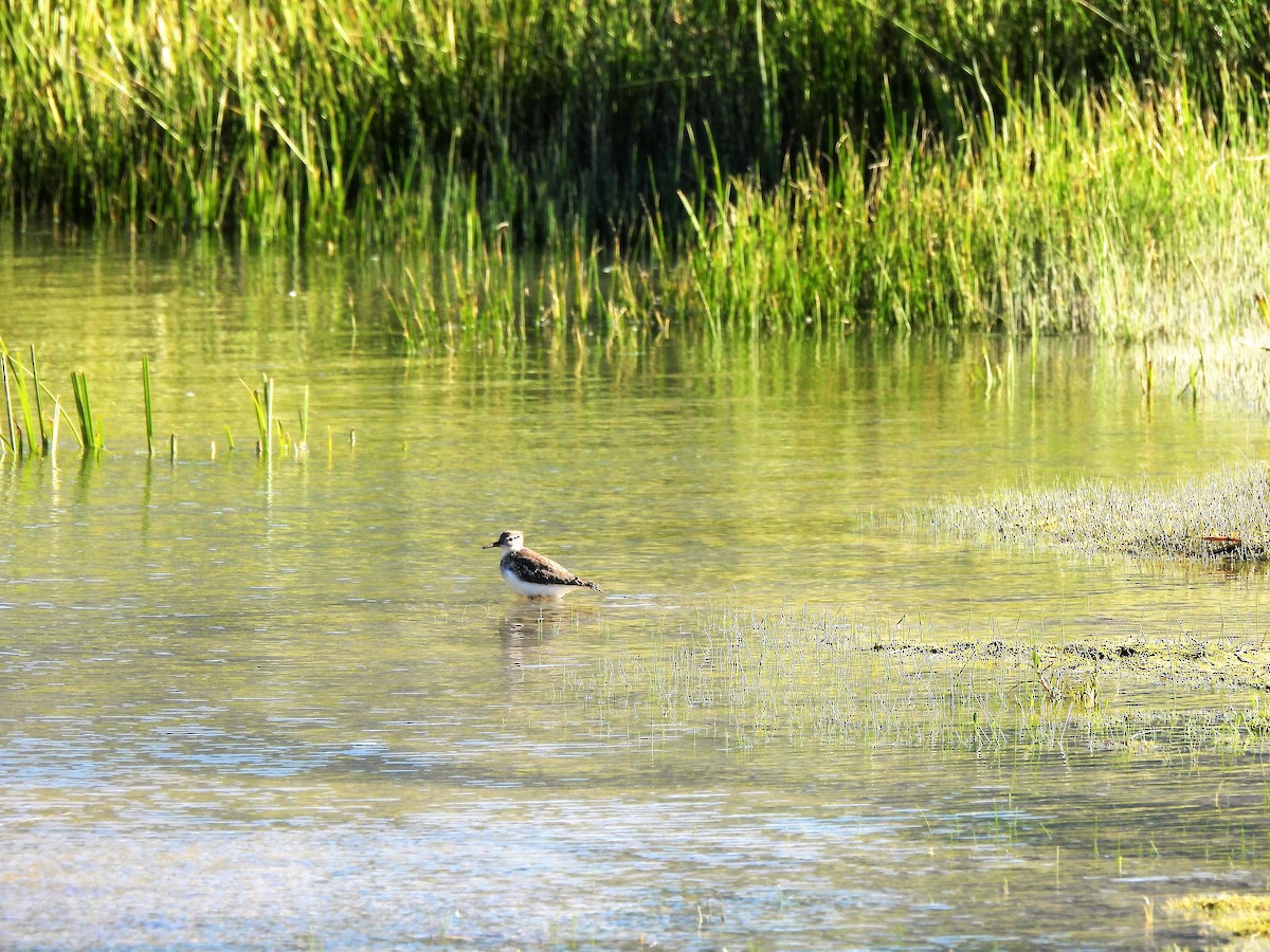 Spotted Sandpiper - ML605618401