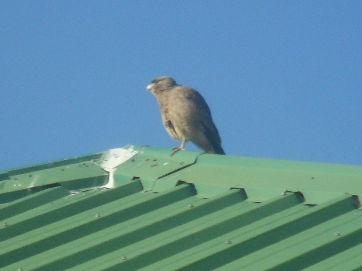 Chimango Caracara - ML605618621