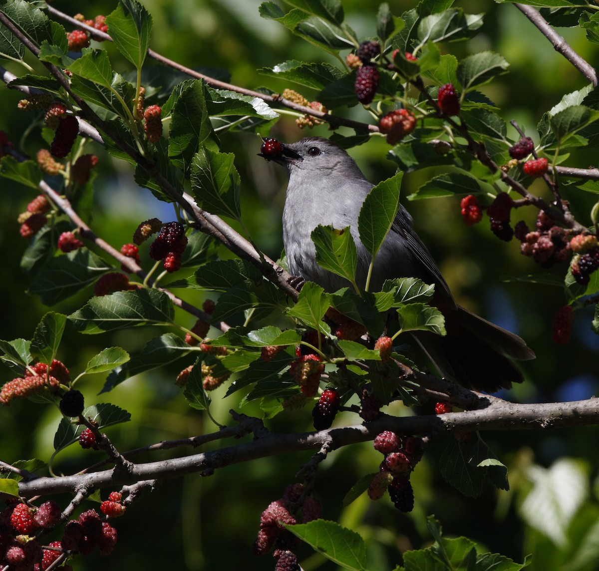 Gray Catbird - Dave Kerr