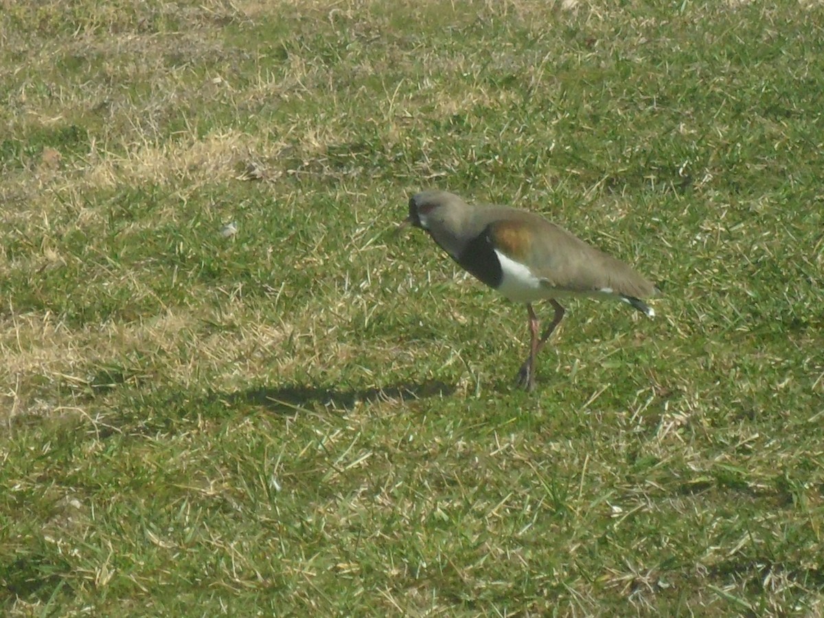 Southern Lapwing - ML605620121