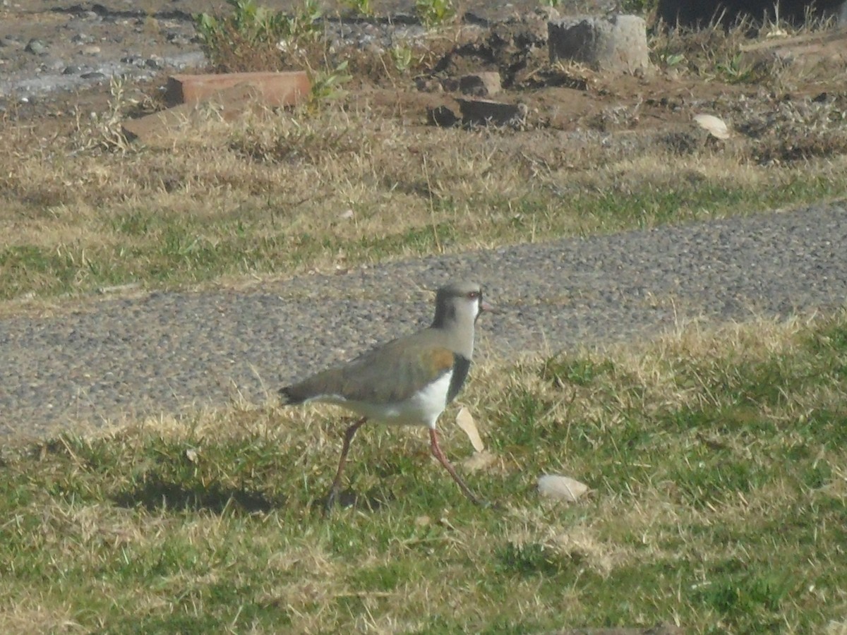 Southern Lapwing - ML605620231