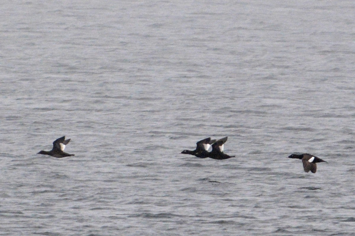 White-winged Scoter - ML60562031