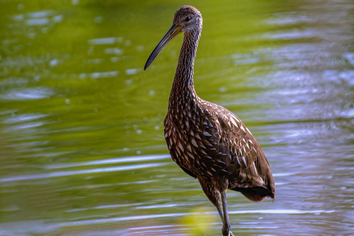 Limpkin - ML605621691