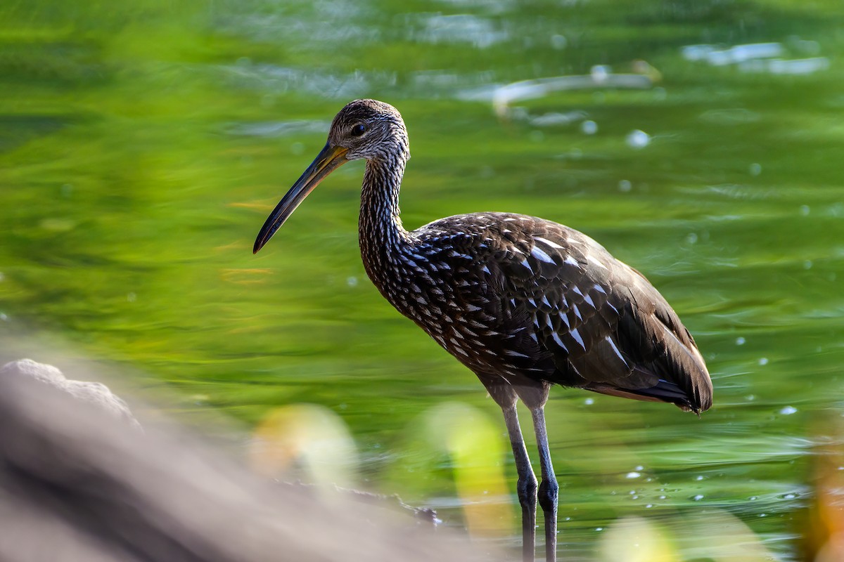 Limpkin - ML605621701
