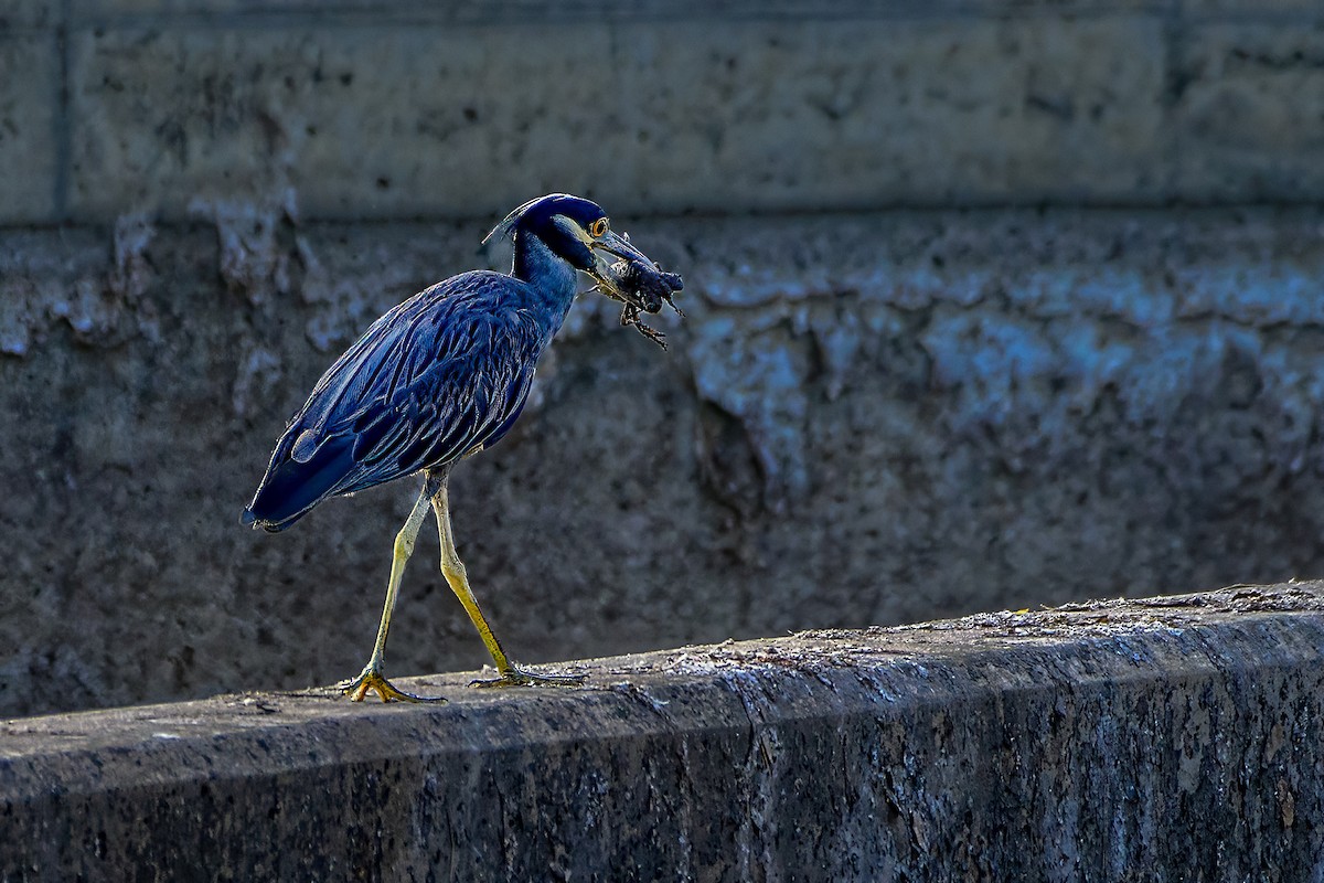 Yellow-crowned Night Heron - ML605621801