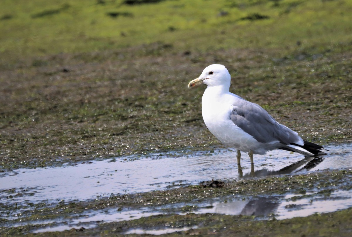 California Gull - ML605622111