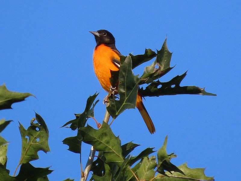 Baltimore Oriole - Tracy The Birder