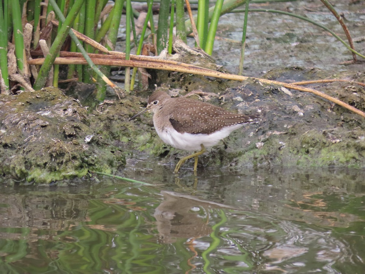 Solitary Sandpiper - ML605623271