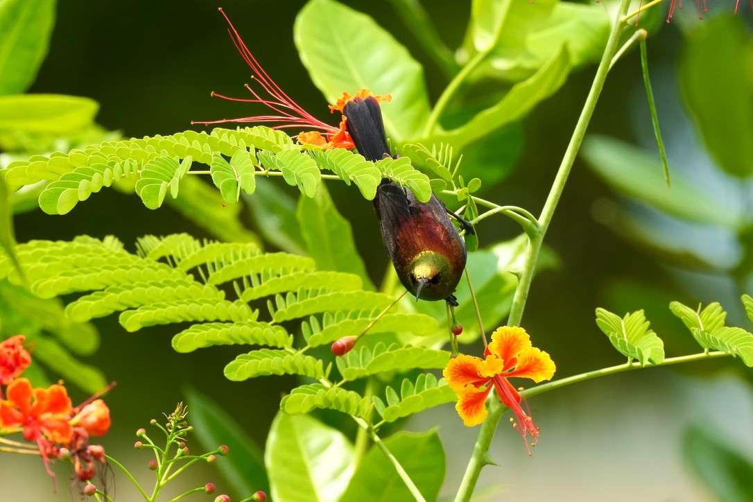 Copper Sunbird - Eric Bischoff