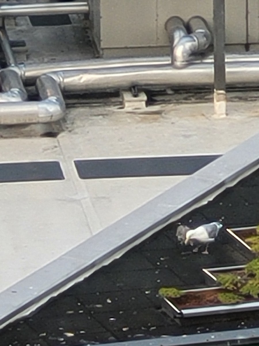 Glaucous-winged Gull - ML605623921