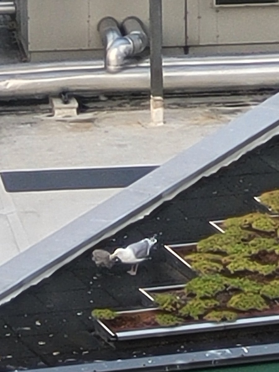 Glaucous-winged Gull - ML605623961