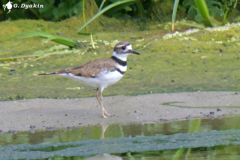 Killdeer - ML605624111