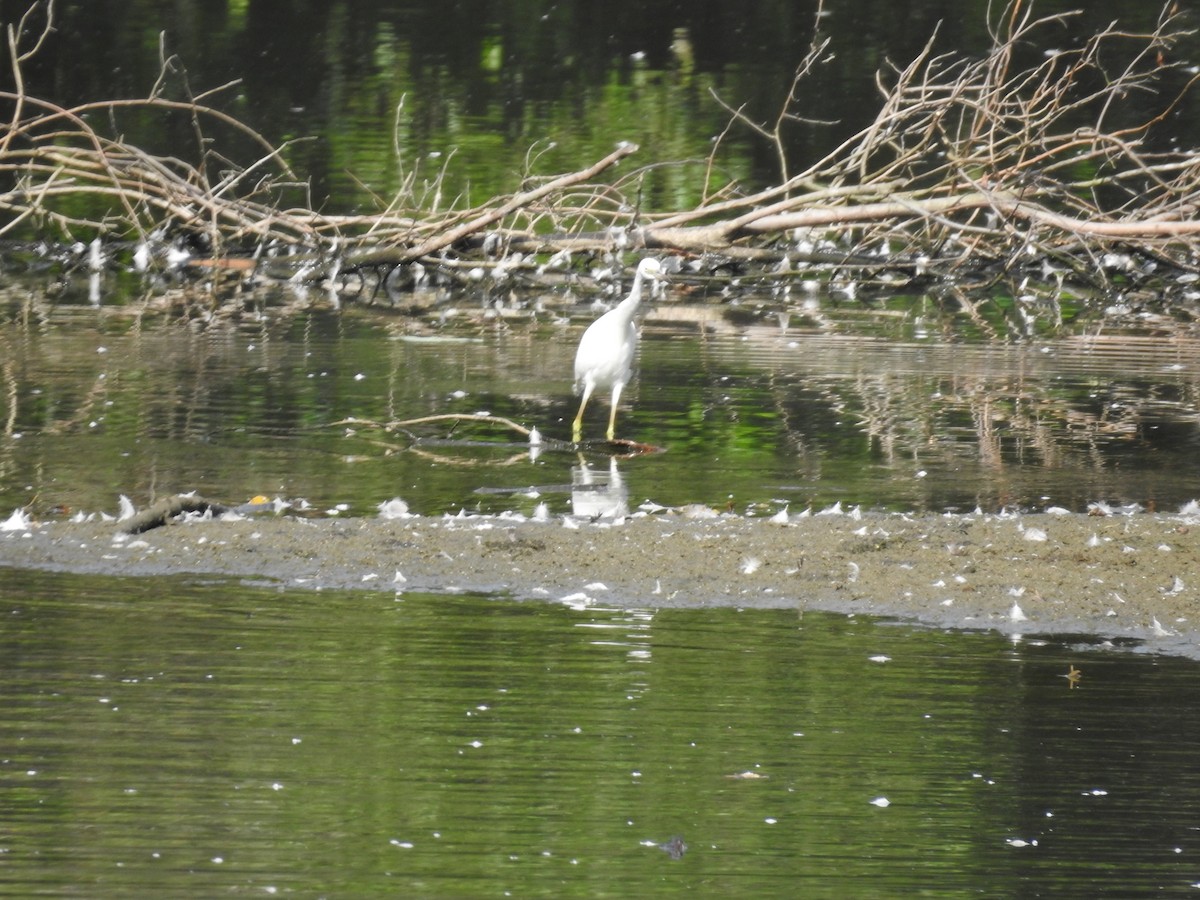 blåhegre - ML605624571