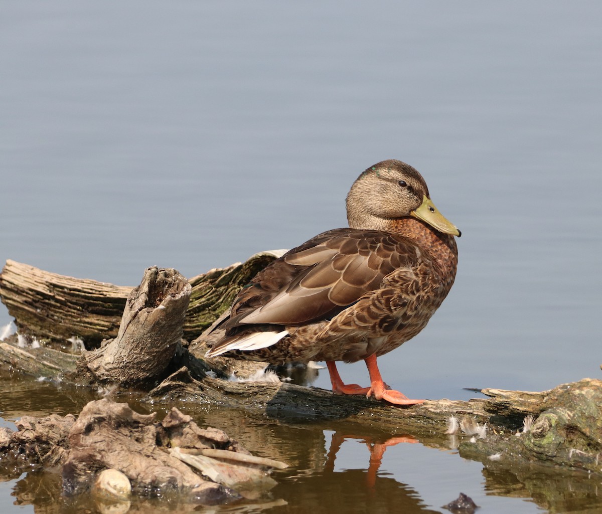 Mallard - ML605625781