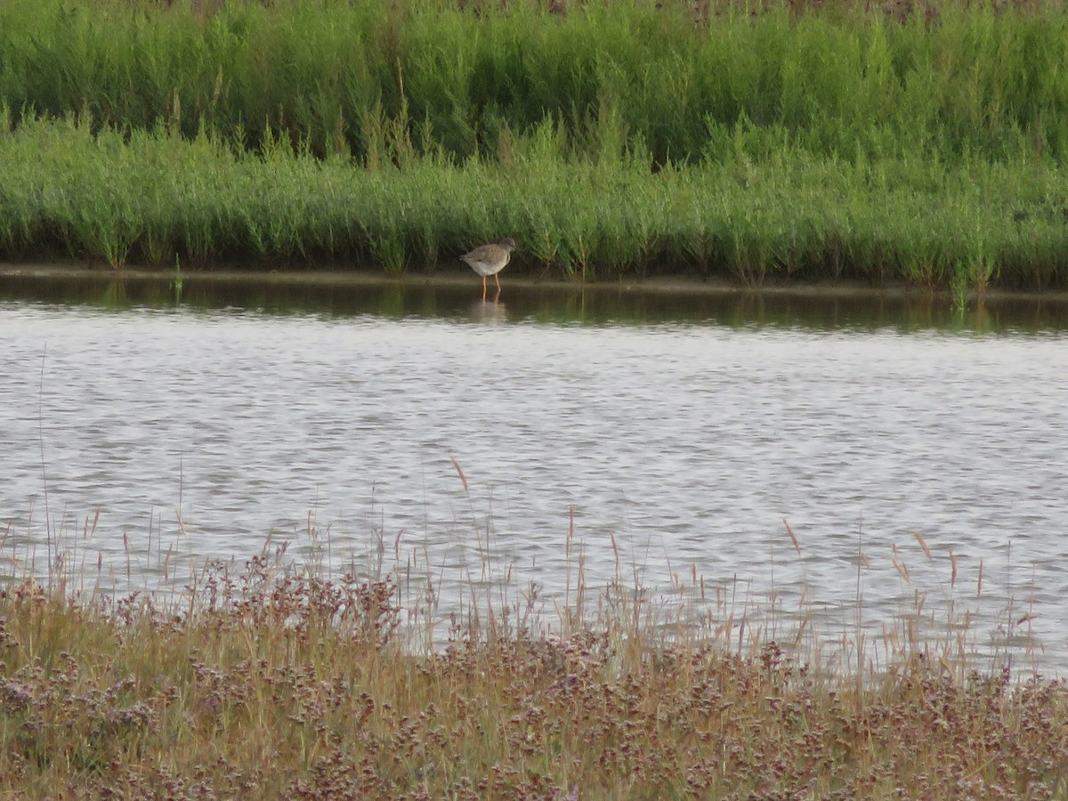 Common Redshank - ML605629031