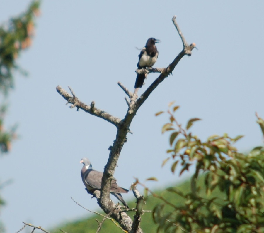 Common Wood-Pigeon - ML605629341