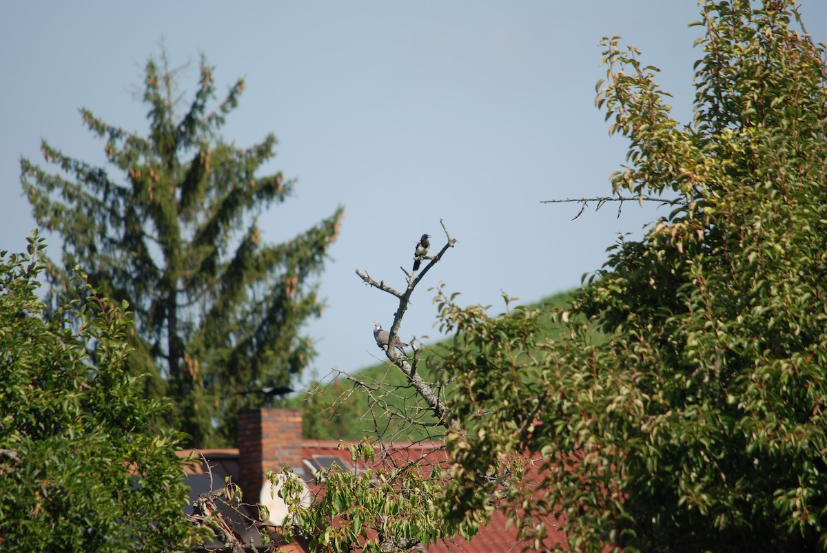 holub hřivnáč - ML605629351
