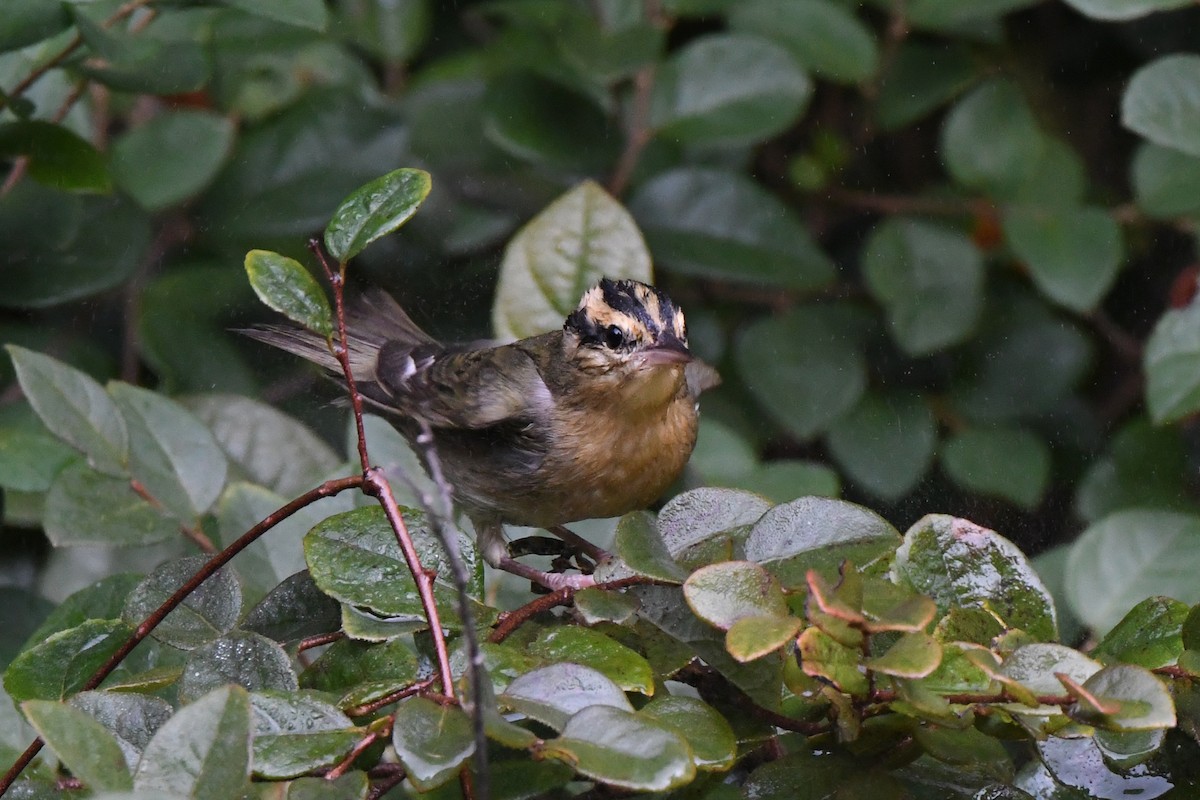 Worm-eating Warbler - ML605630011