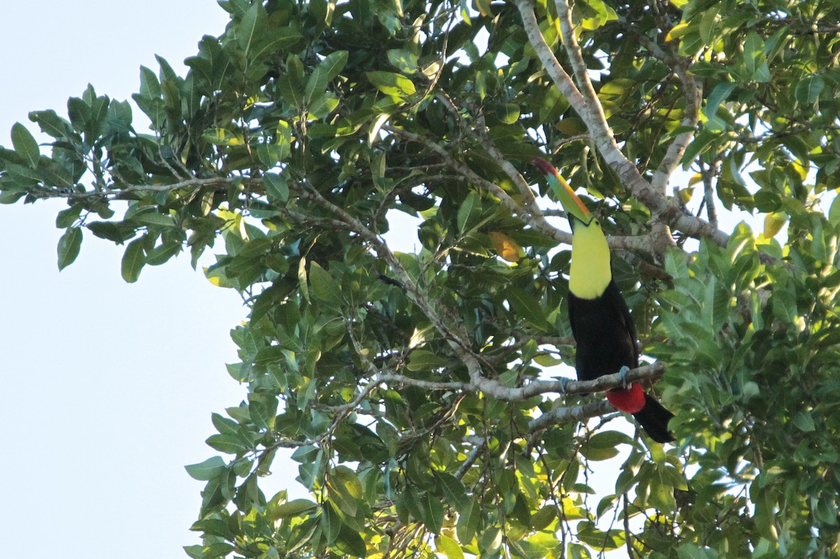 Keel-billed Toucan - Marc Gálvez