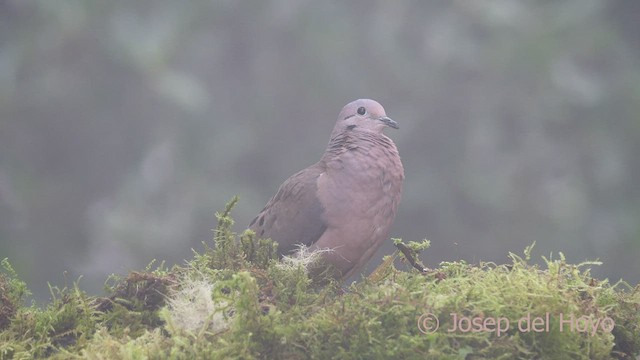 Eared Dove - ML605632281