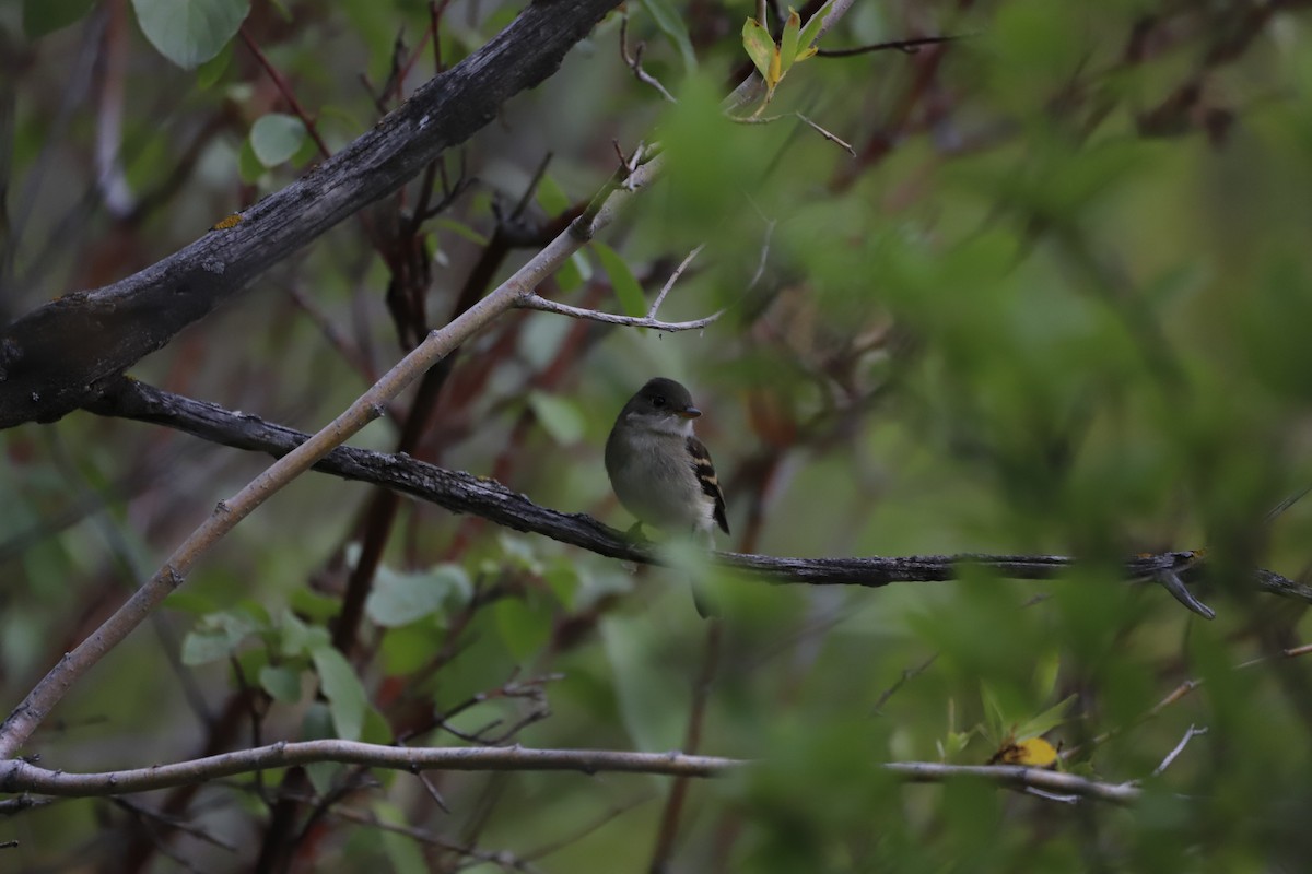 Least Flycatcher - ML605632331