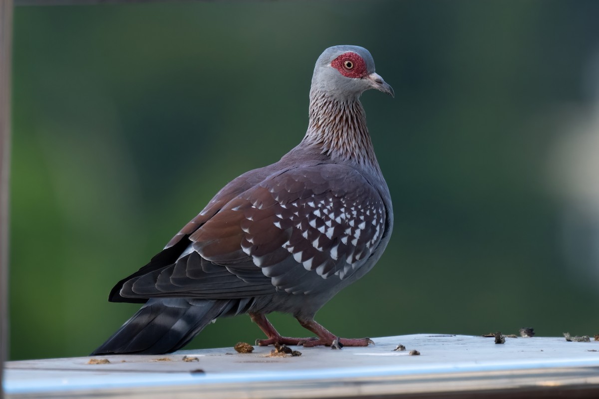 Speckled Pigeon - ML605633701