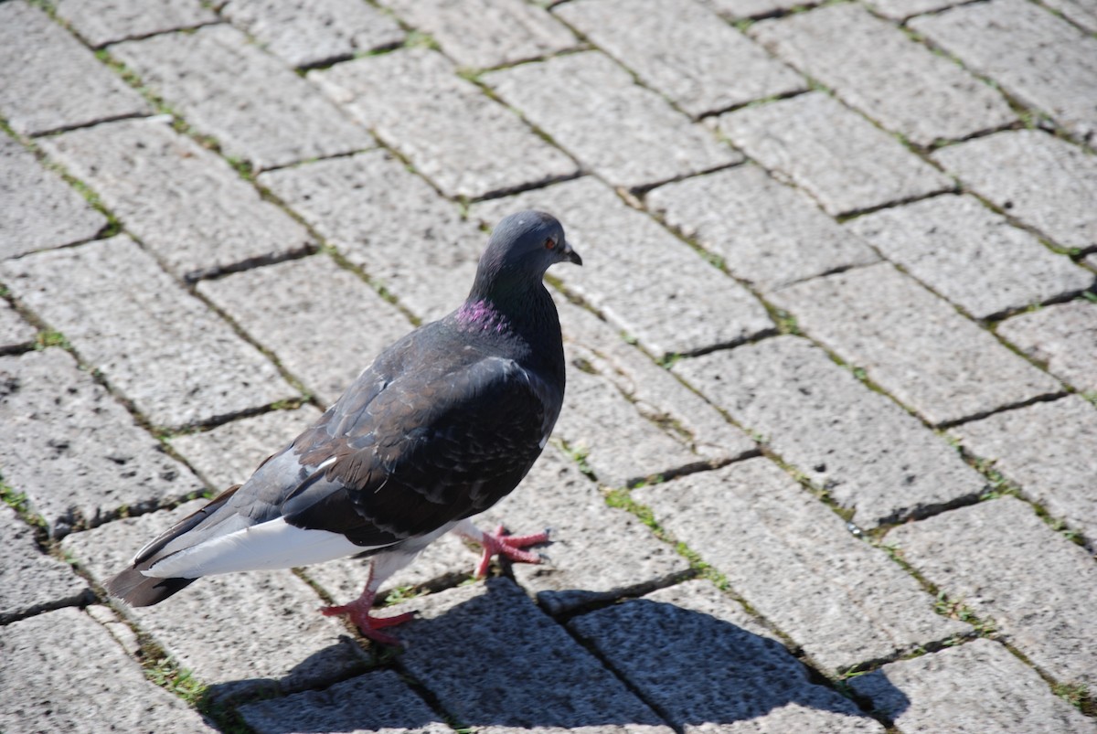 Rock Pigeon (Feral Pigeon) - ML605634371
