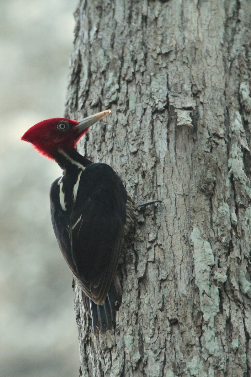 Pale-billed Woodpecker - ML605634391