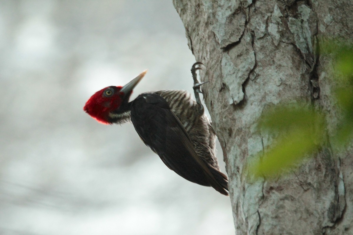 Pale-billed Woodpecker - ML605634411