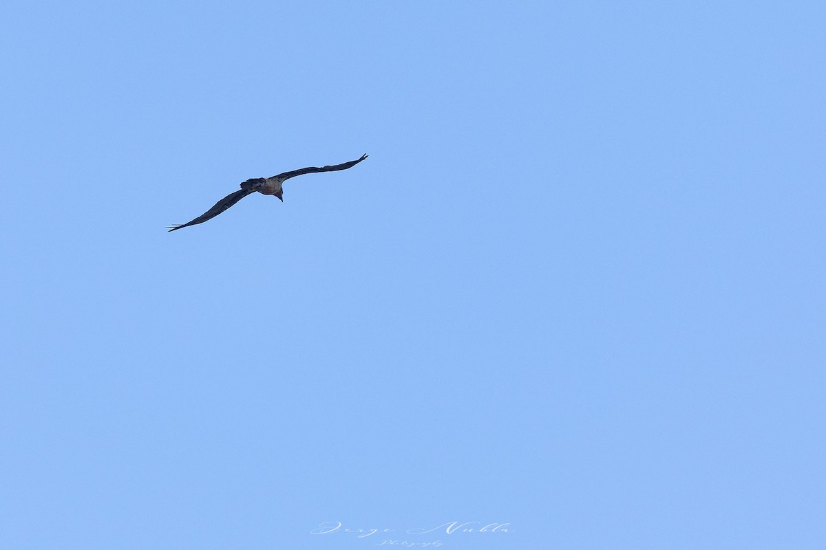 Bearded Vulture - ML605634981