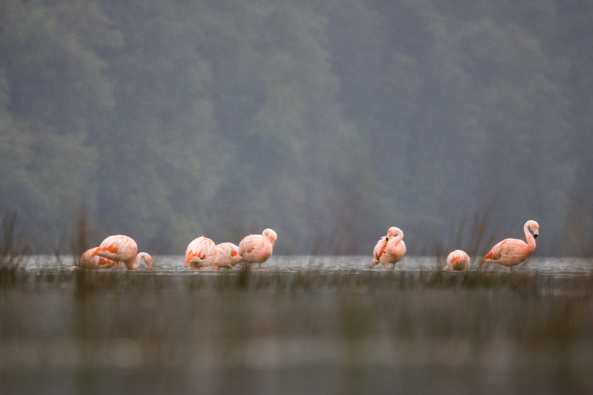 Chilean Flamingo - Eduardo Minte