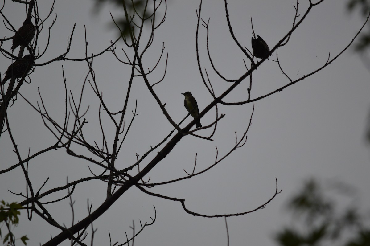 Olive-sided Flycatcher - ML605635861