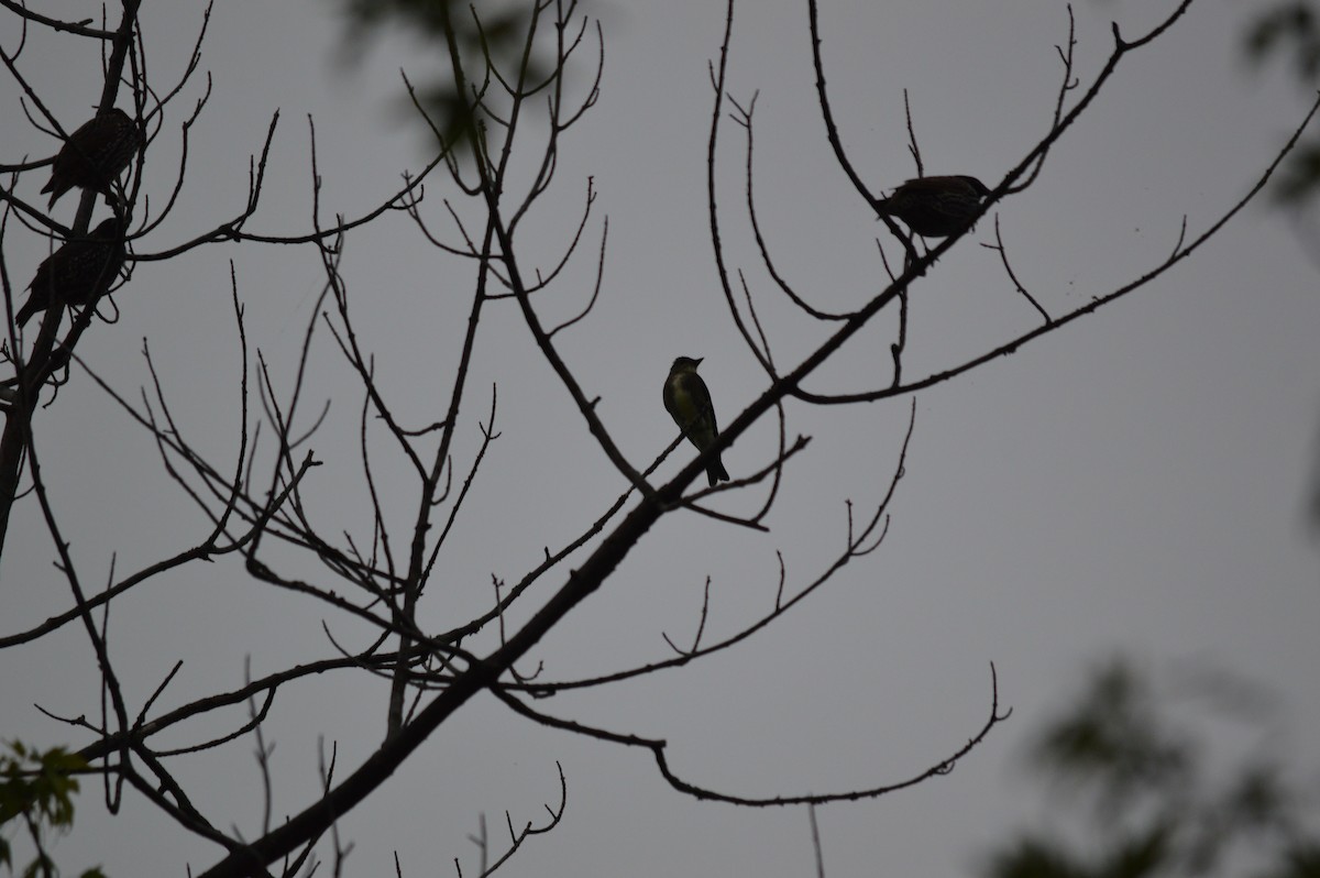 Olive-sided Flycatcher - ML605635871