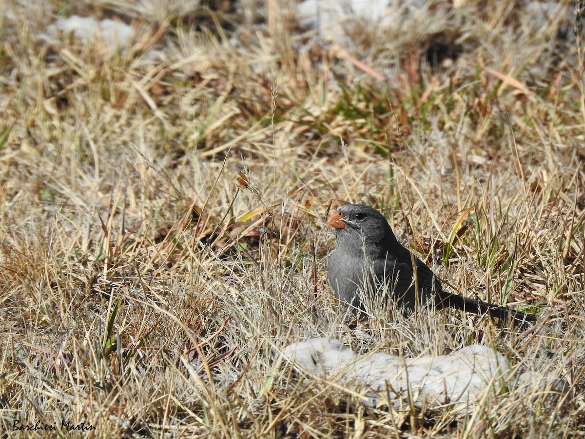 Plain-colored Seedeater - ML605636881