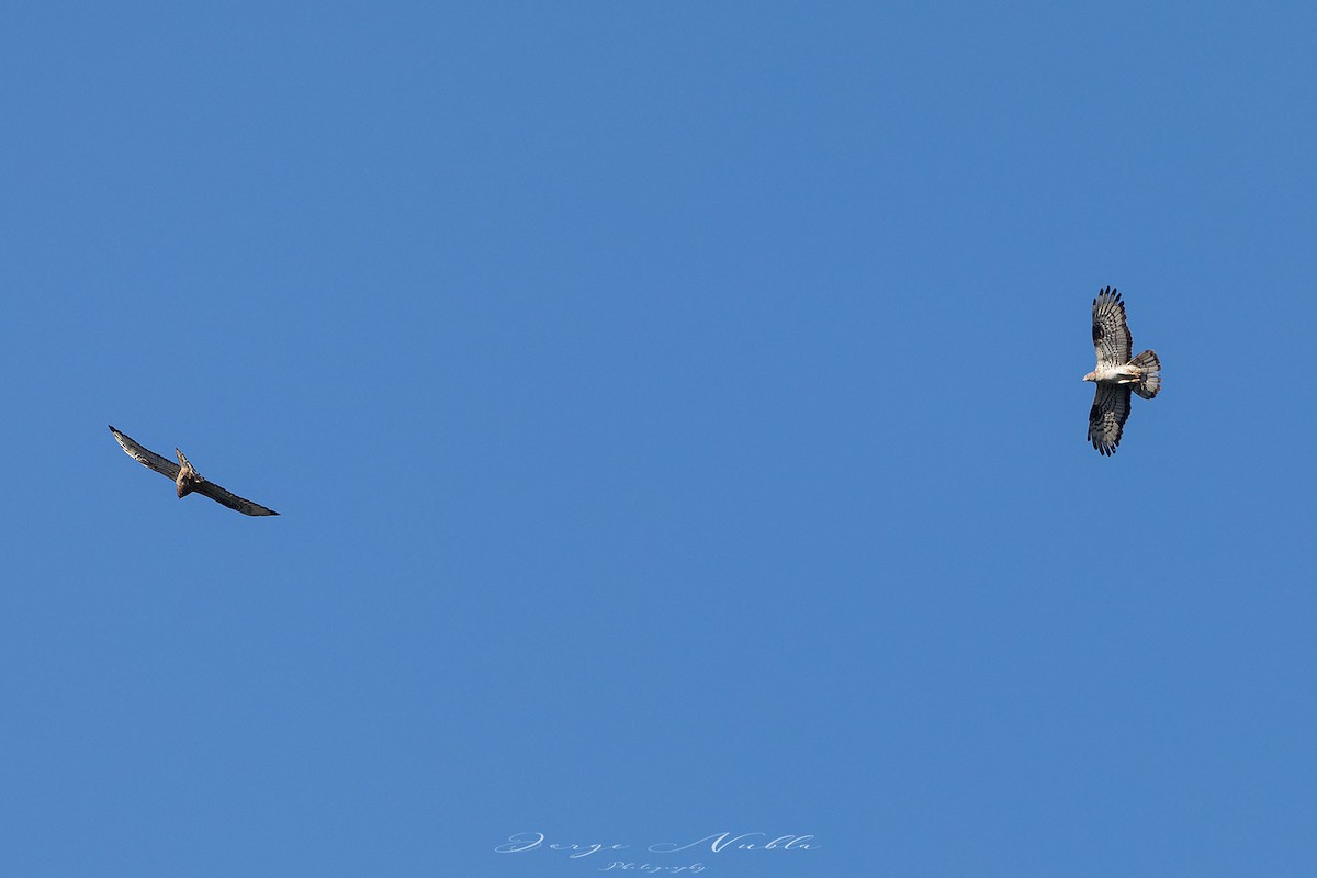 European Honey-buzzard - ML605637051