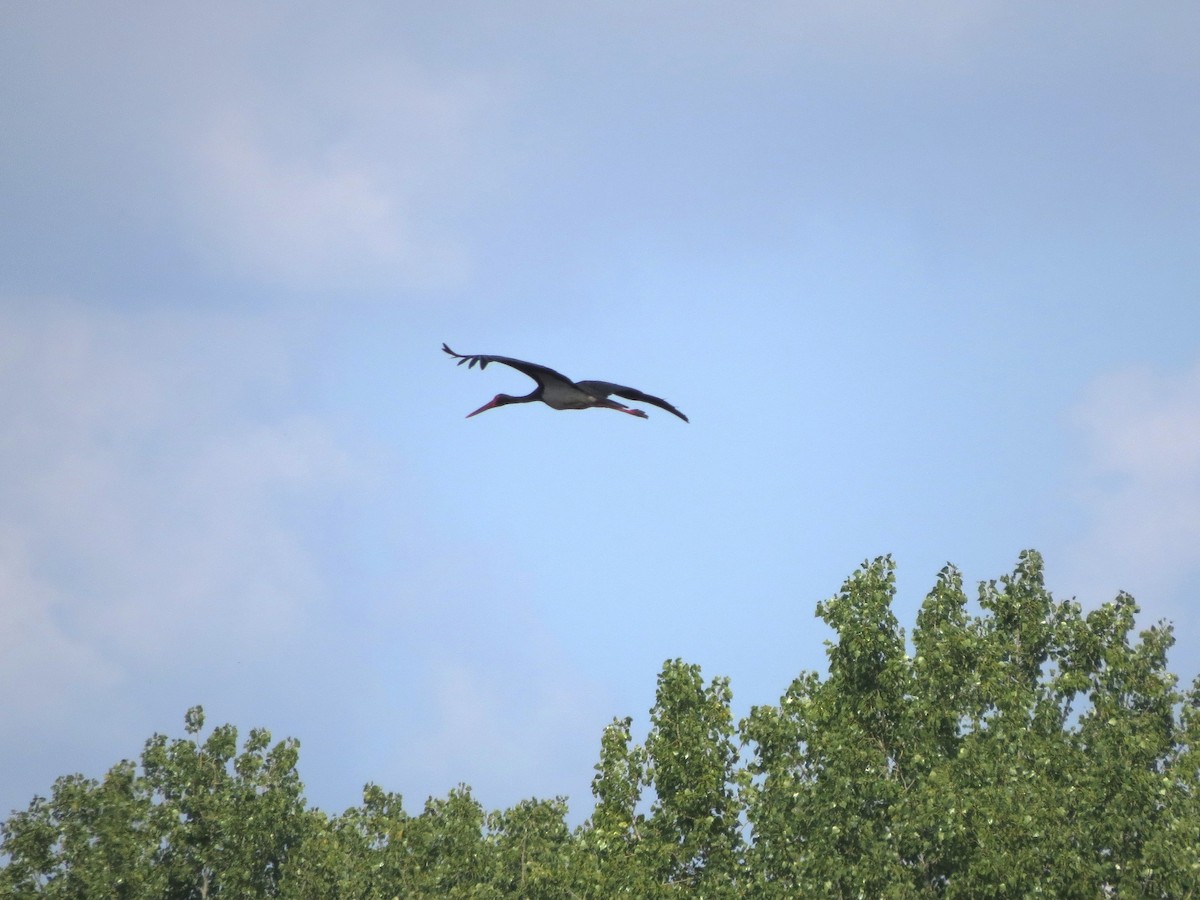 Black Stork - ML605638181