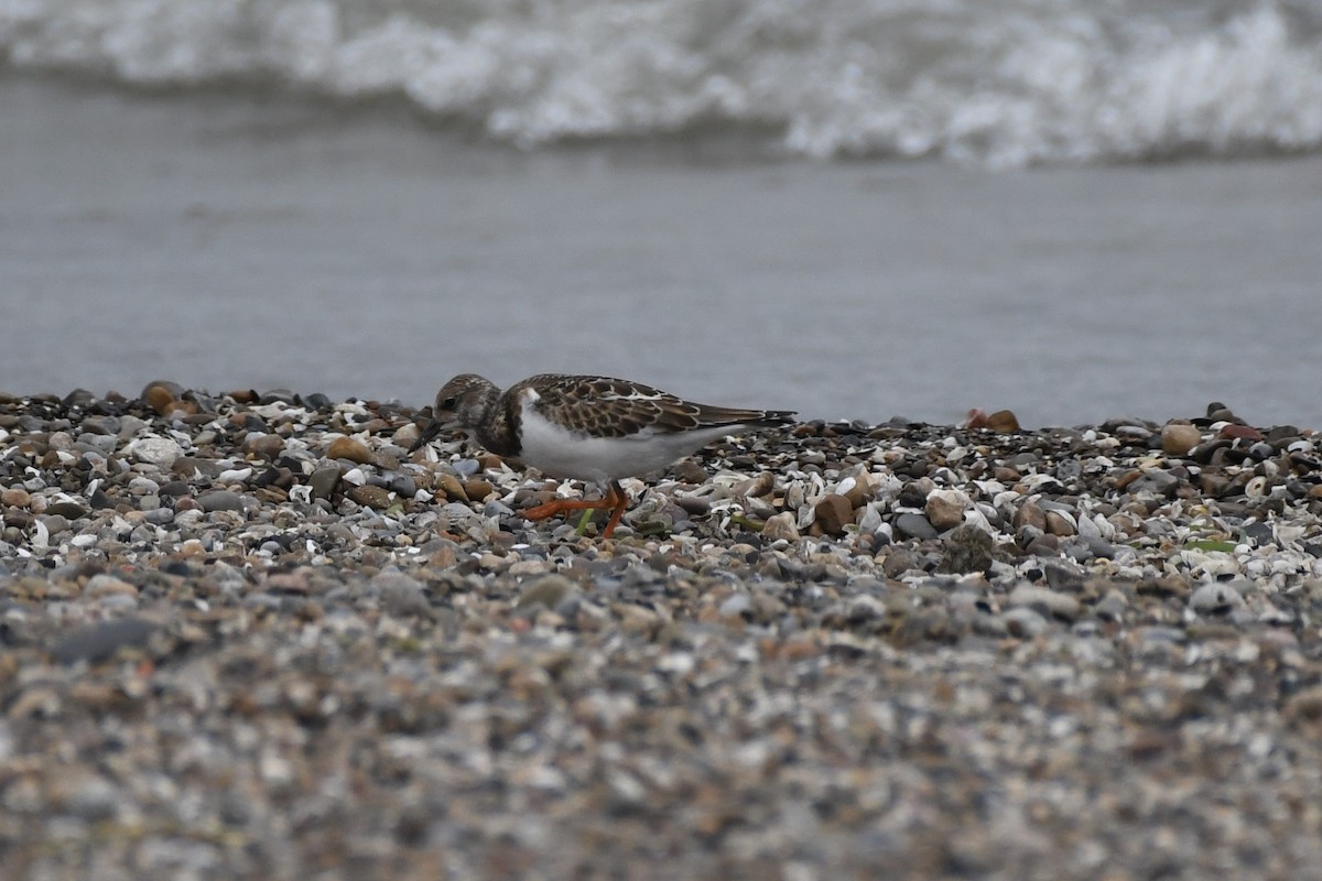 Ruddy Turnstone - ML605639381