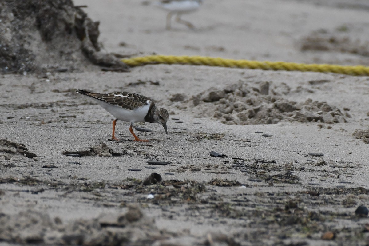 Ruddy Turnstone - ML605639491