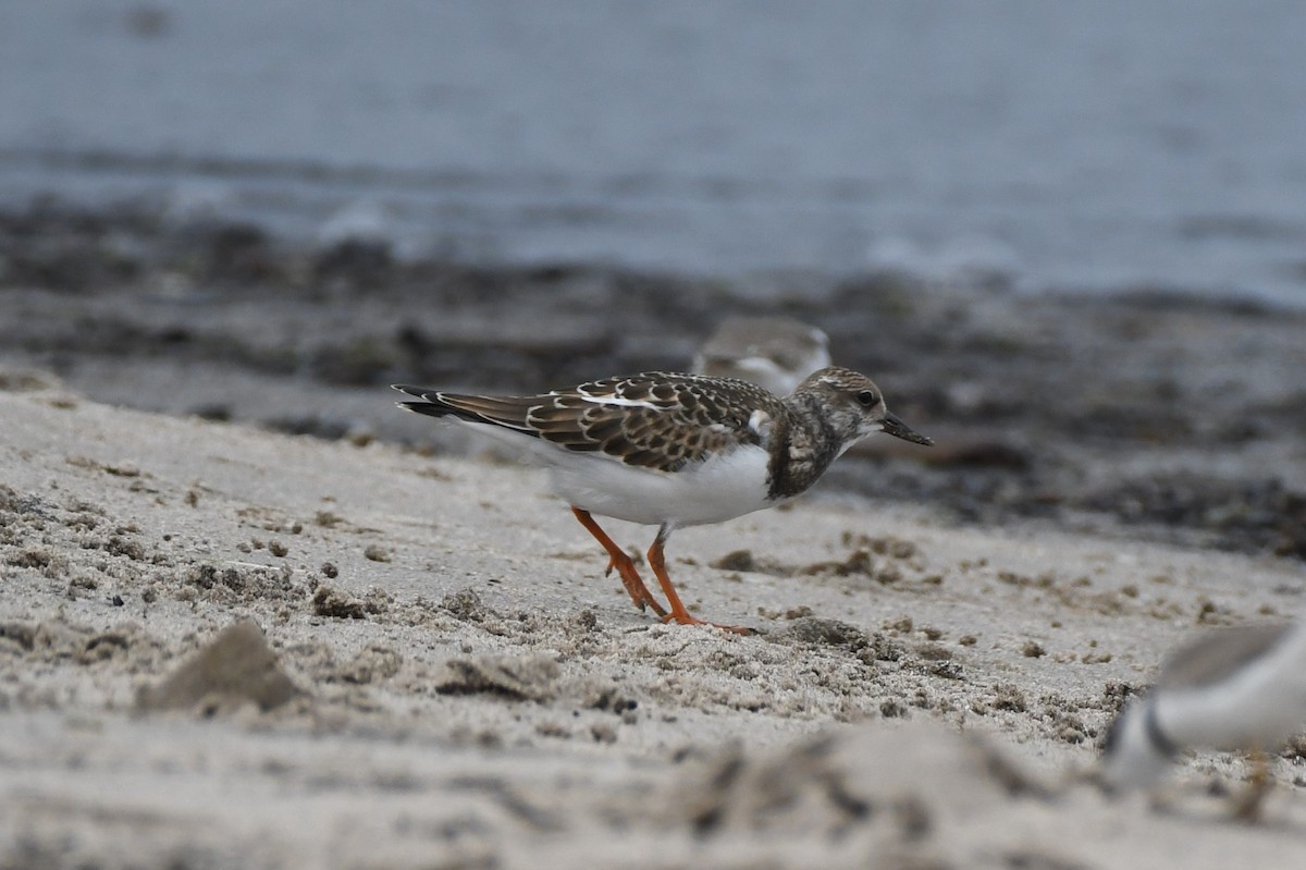 Ruddy Turnstone - ML605639691