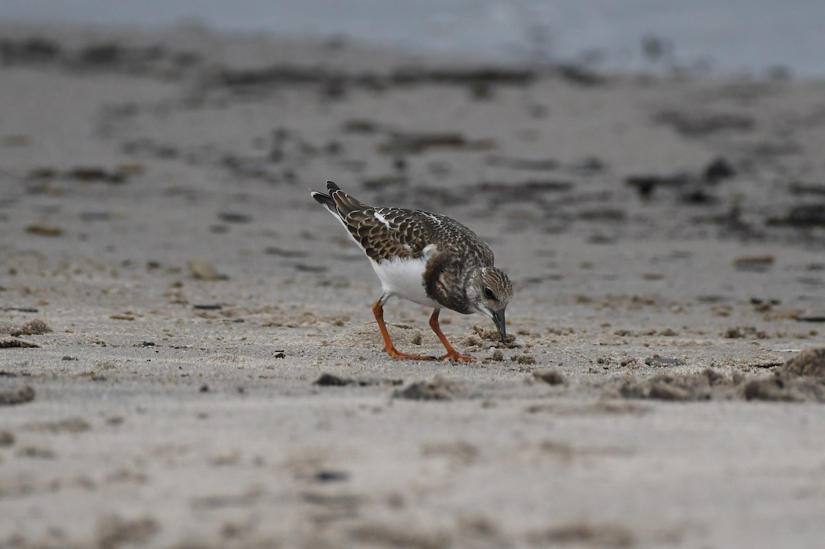 Ruddy Turnstone - ML605639701