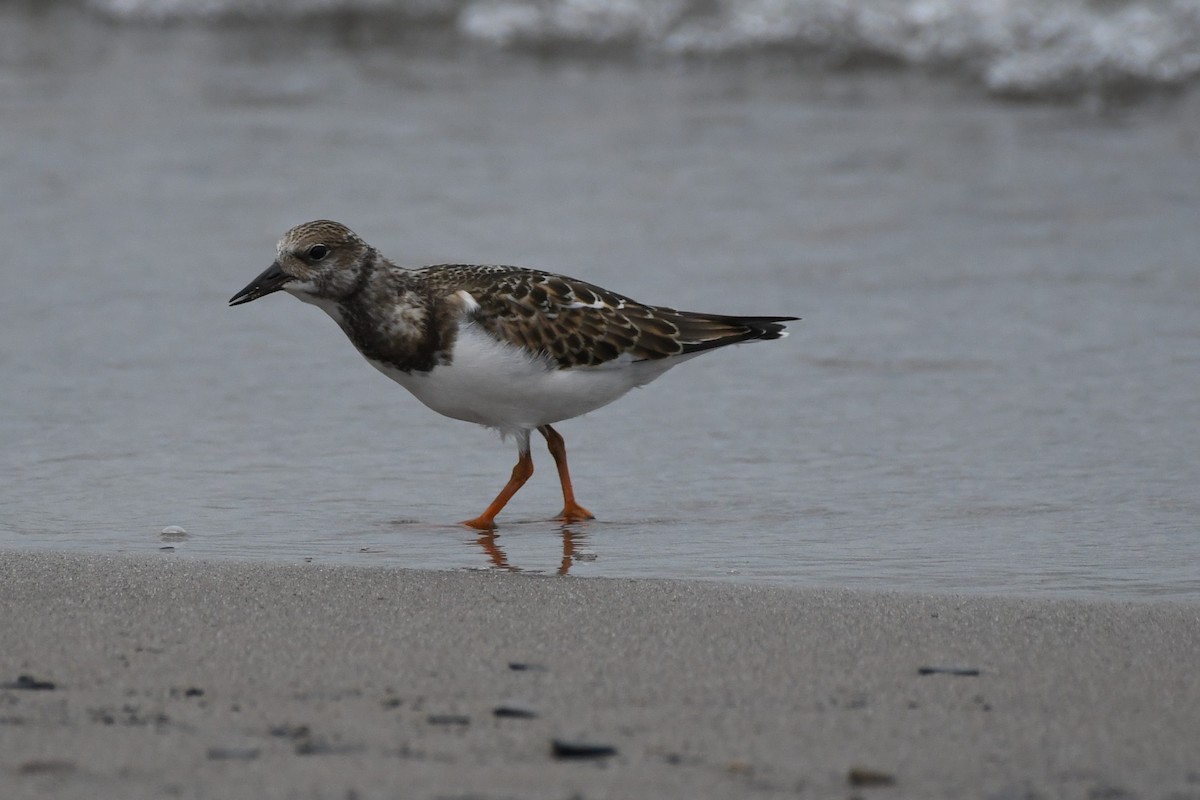 Ruddy Turnstone - ML605639711