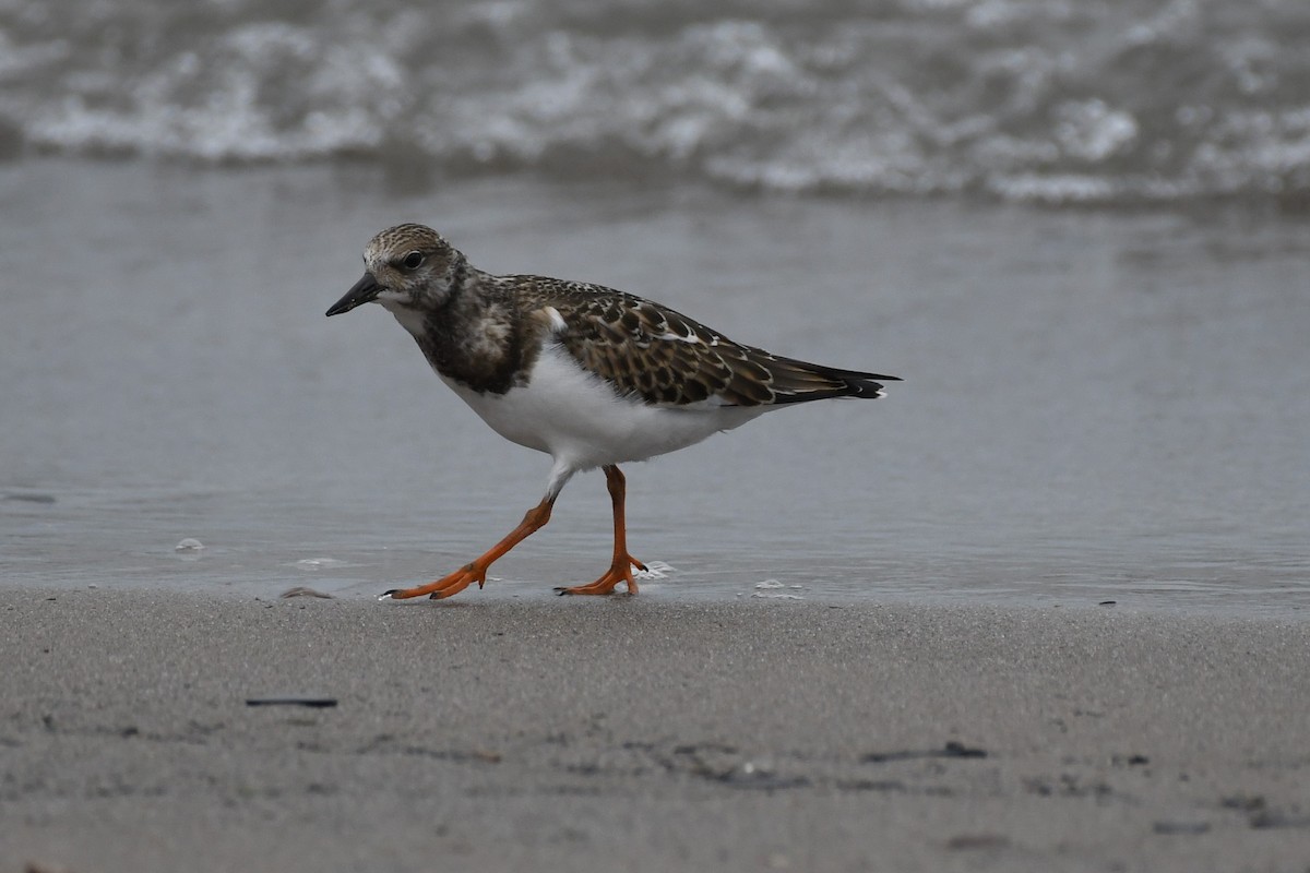 Ruddy Turnstone - Tim Schadel