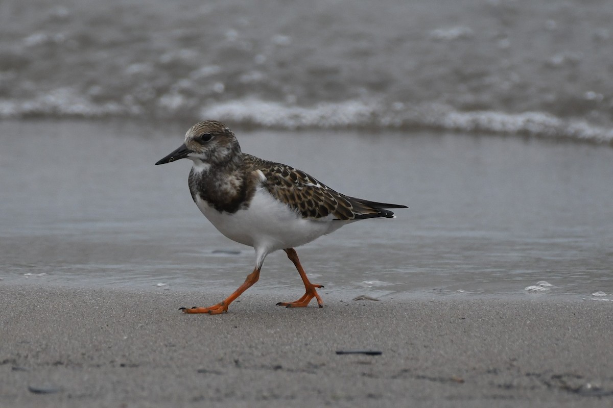 Ruddy Turnstone - Tim Schadel