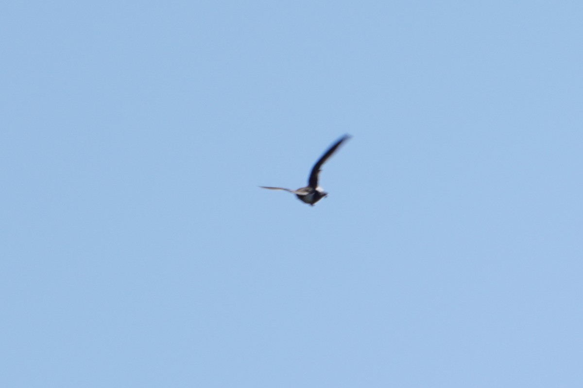 White-throated Swift - ML605641911