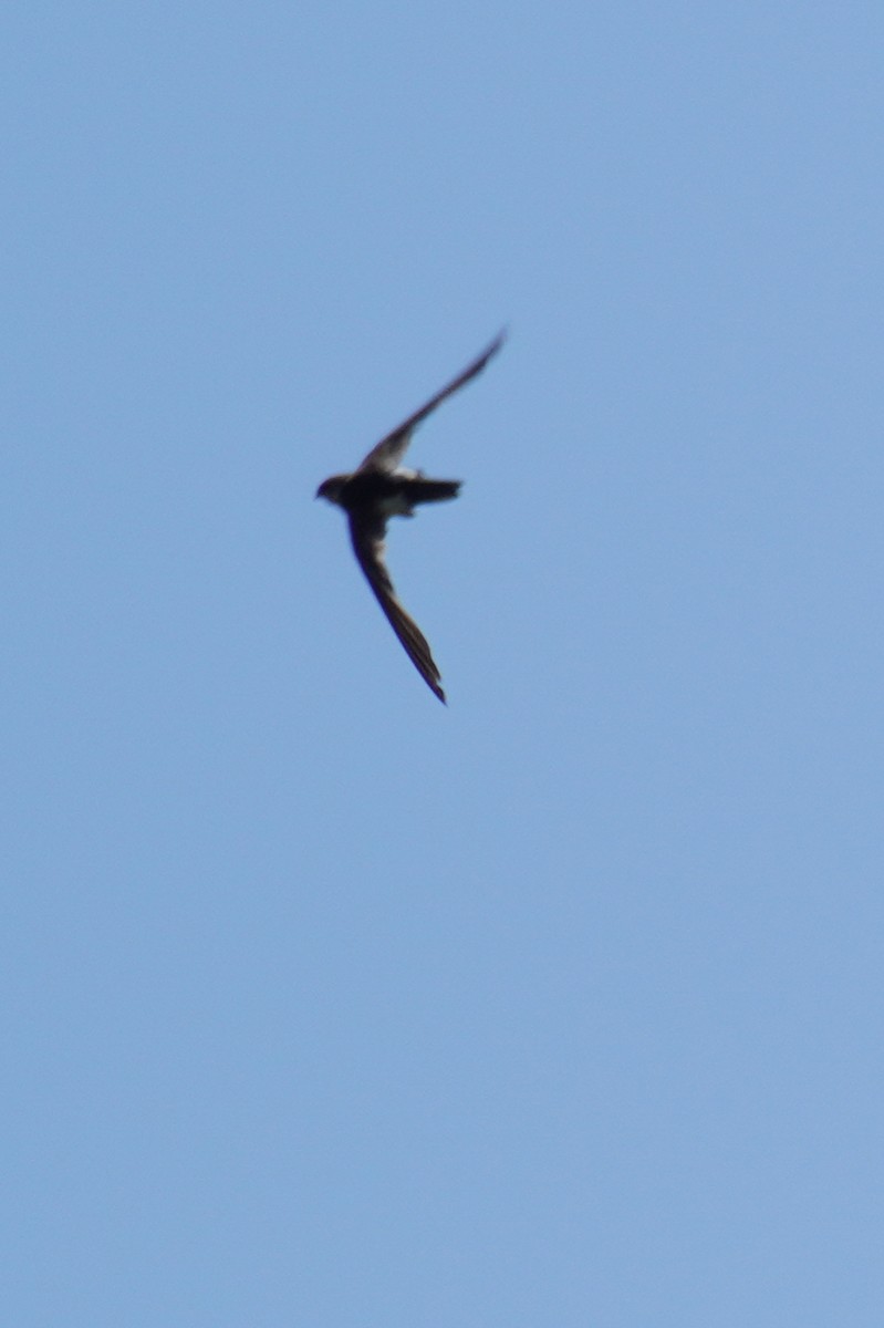 White-throated Swift - ML605641921