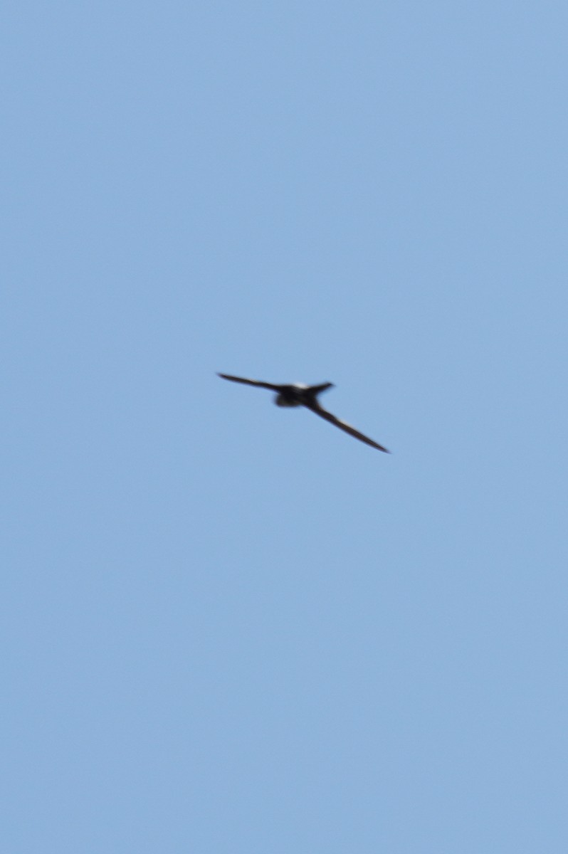 White-throated Swift - ML605642311