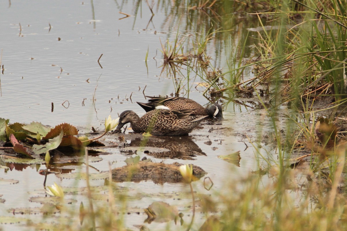 Blue-winged Teal - ML605642331